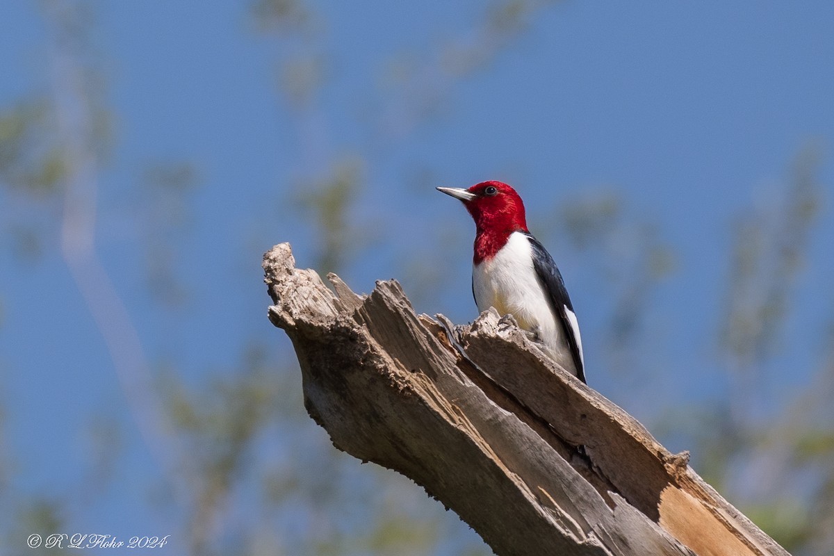 Red-headed Woodpecker - ML620097209