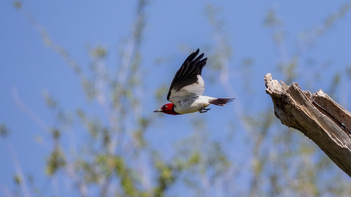 Red-headed Woodpecker - ML620097210