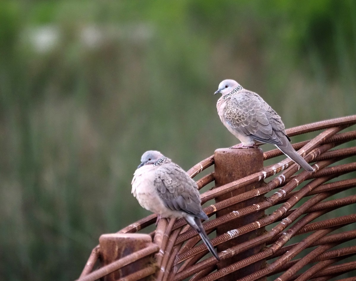 Spotted Dove - ML620097211