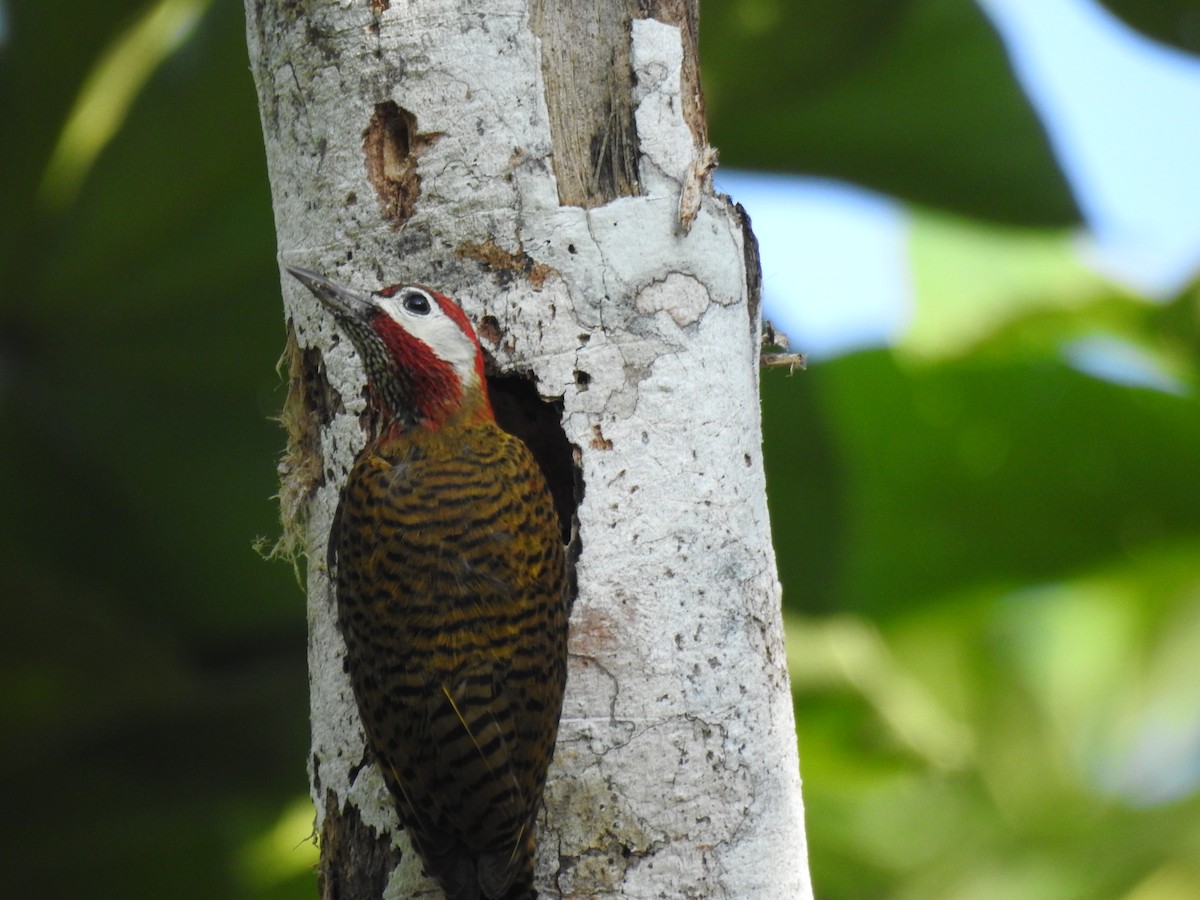 Spot-breasted Woodpecker - ML620097224
