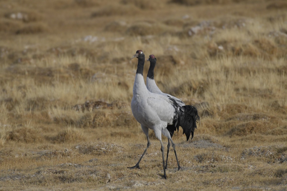 Black-necked Crane - ML620097225
