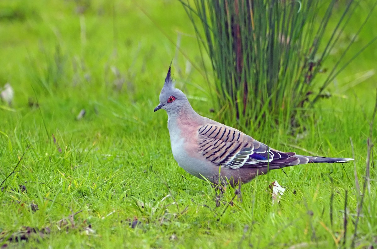 Crested Pigeon - Steve Law