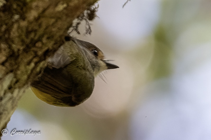 Pale-yellow Robin - ML620097237