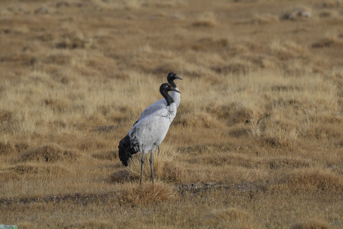 Black-necked Crane - Dorjey Daya