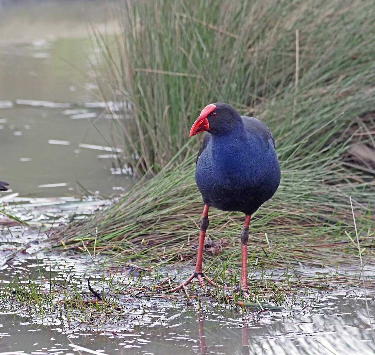 Australasian Swamphen - ML620097256