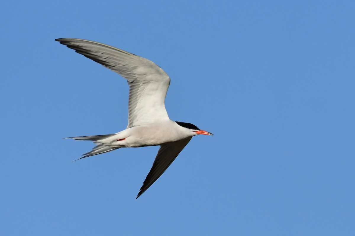 Common Tern - ML620097261