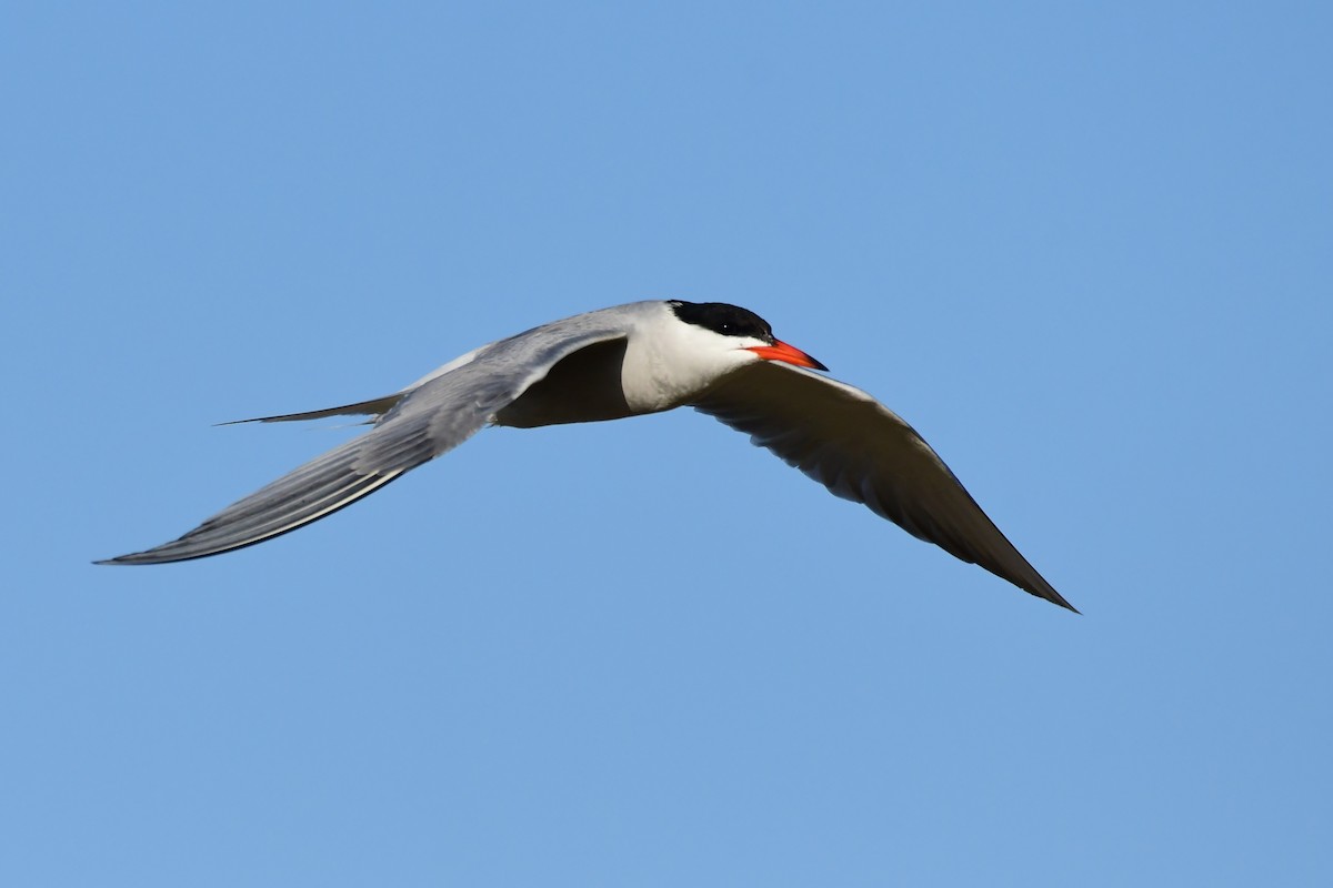 Common Tern - ML620097262
