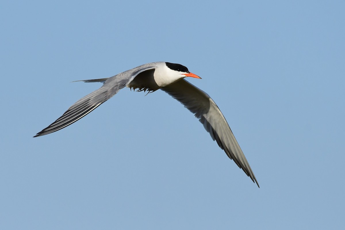 Common Tern - ML620097265