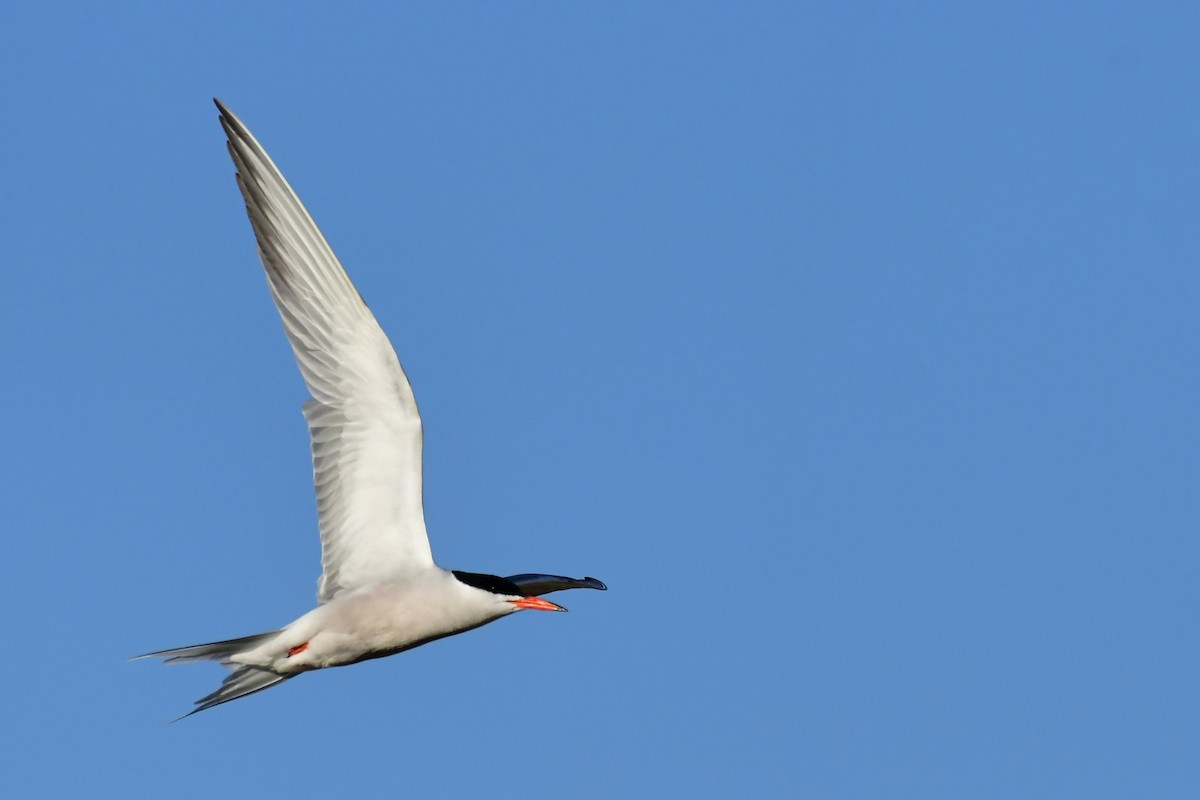 Common Tern - ML620097267