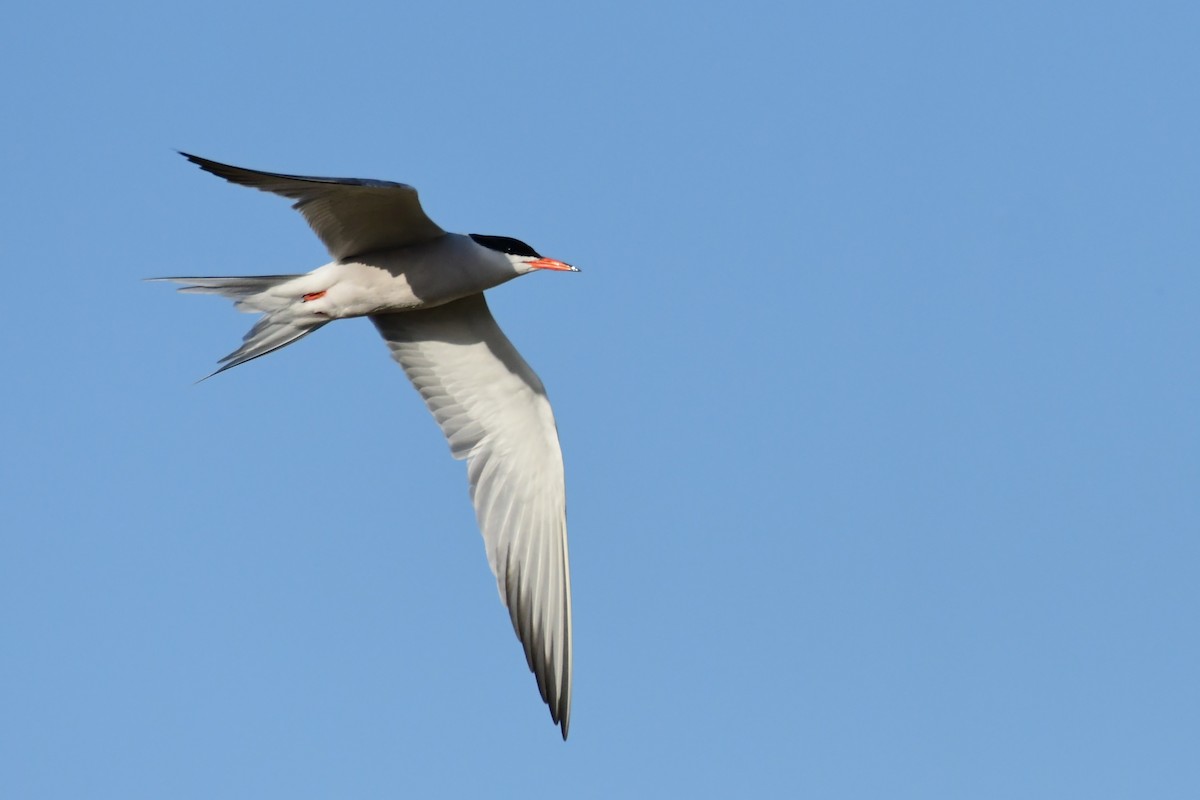 Common Tern - ML620097268