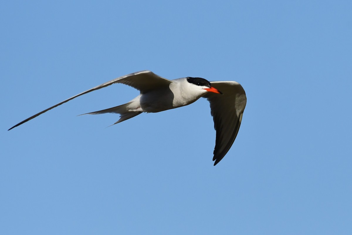 Common Tern - ML620097269