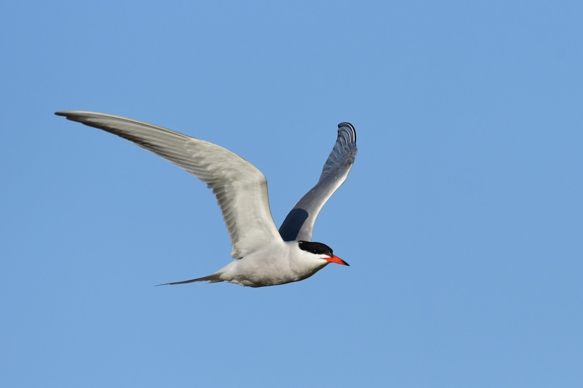 Common Tern - ML620097270