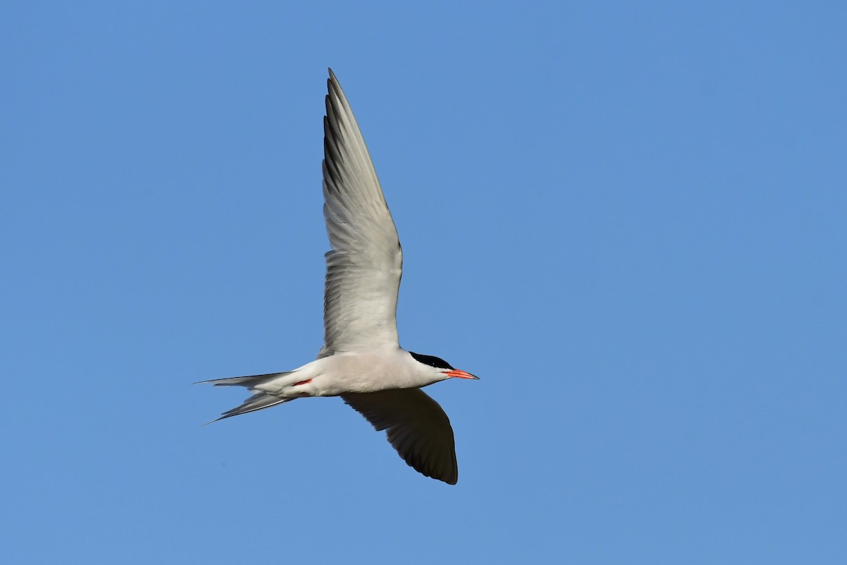 Common Tern - ML620097271
