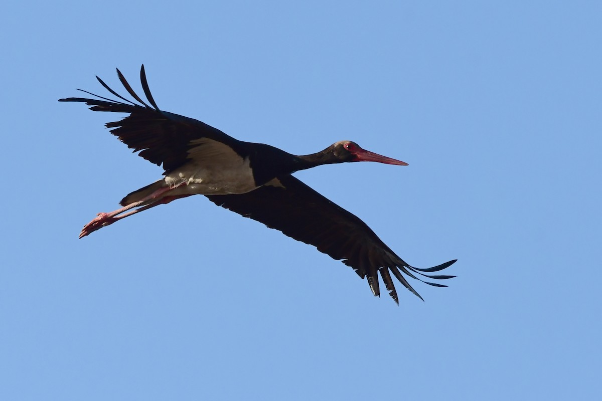 Black Stork - ML620097274
