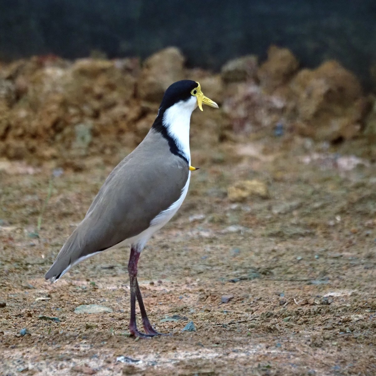 Masked Lapwing - ML620097276