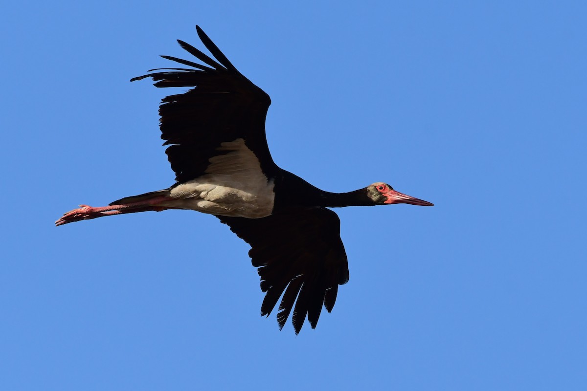Black Stork - ML620097277