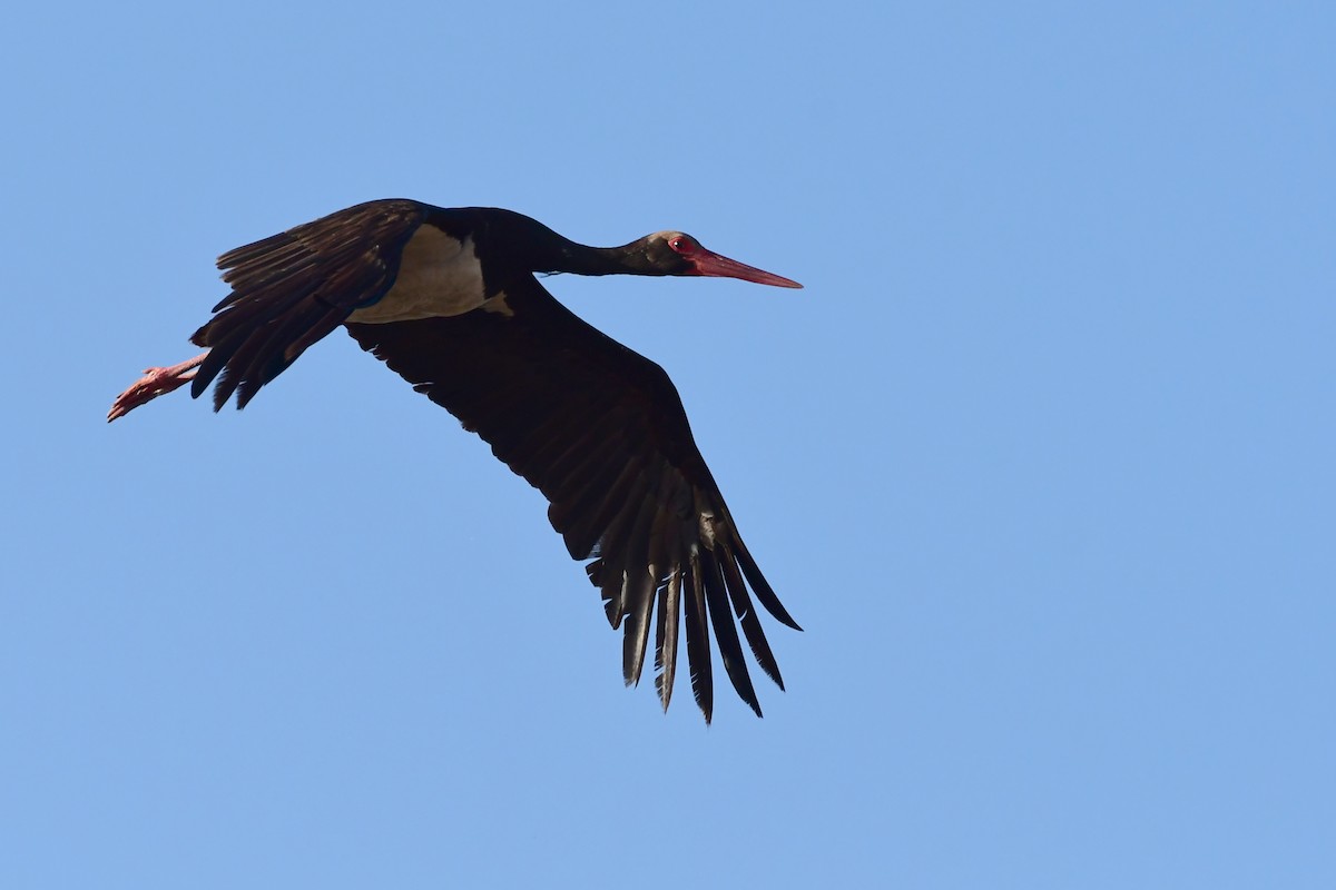 Black Stork - ML620097278