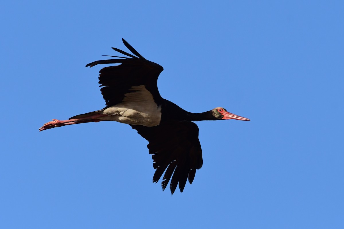 Black Stork - ML620097279