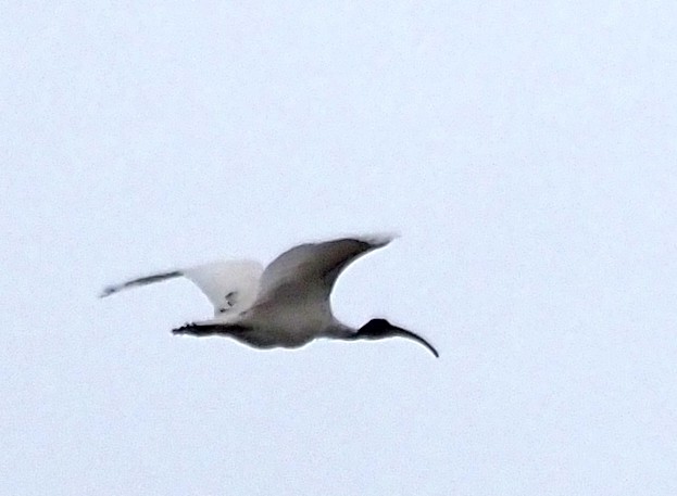 Australian Ibis - ML620097287