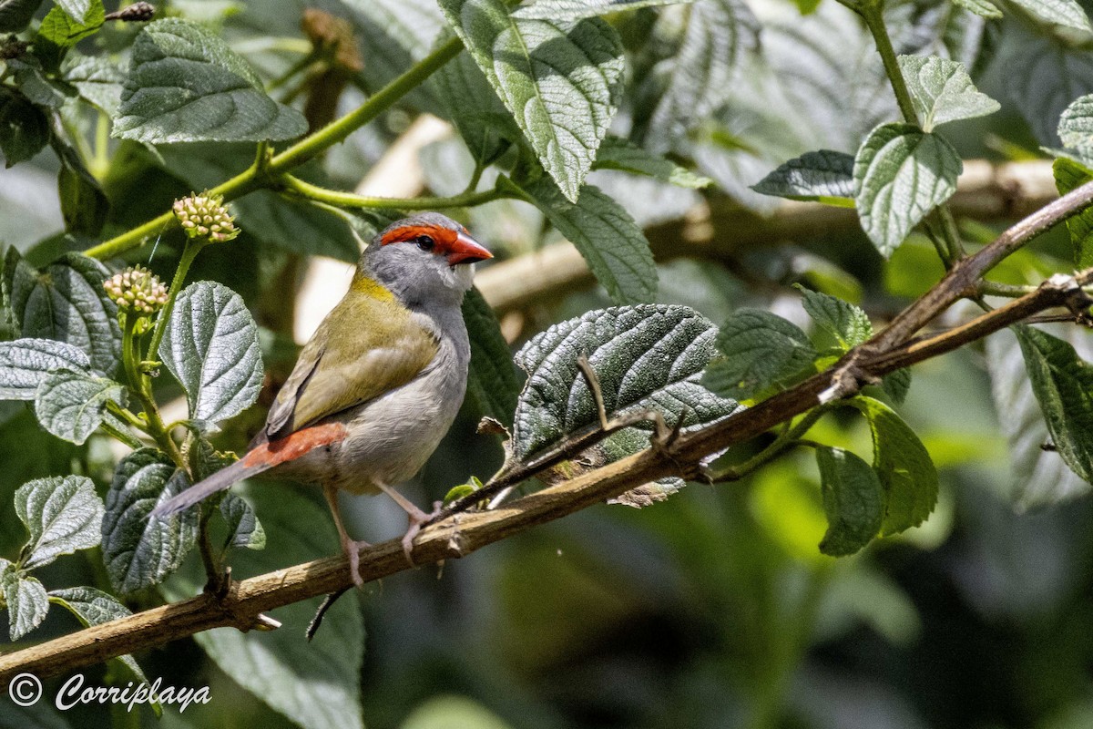 Red-browed Firetail - ML620097290