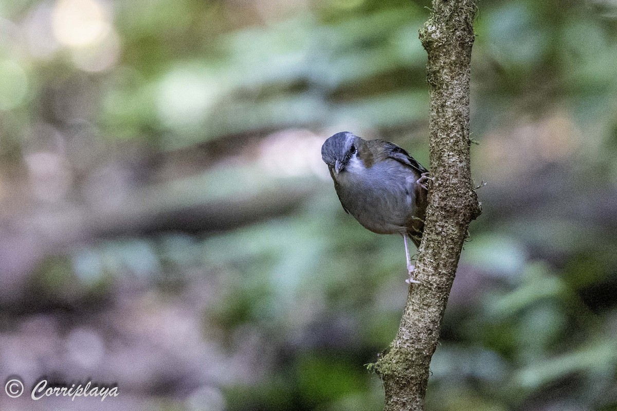 Gray-headed Robin - ML620097293