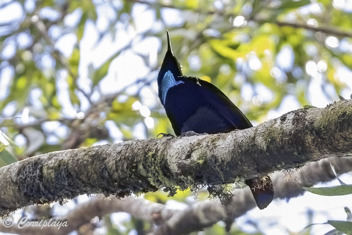 Victoria's Riflebird - ML620097295