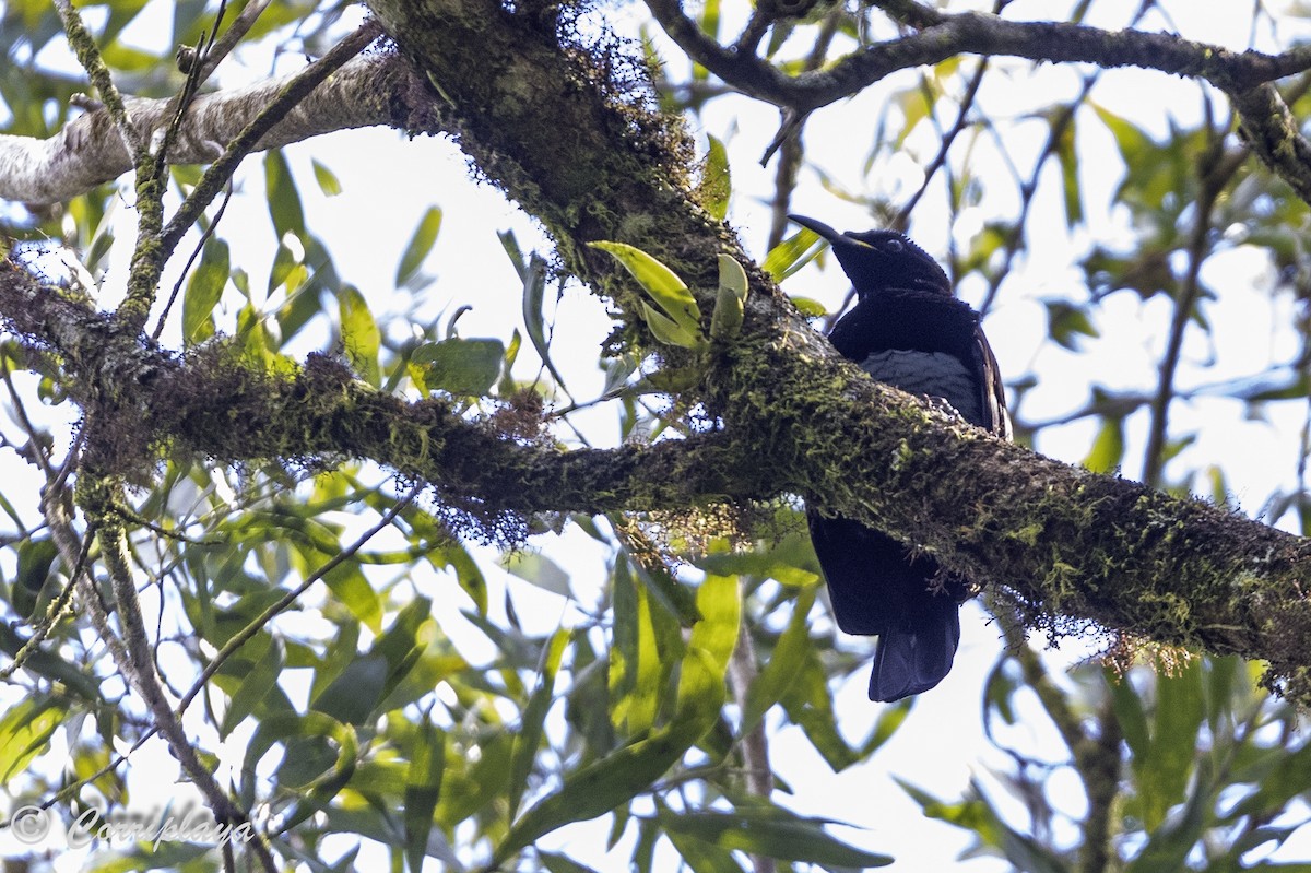 Victoria's Riflebird - Fernando del Valle