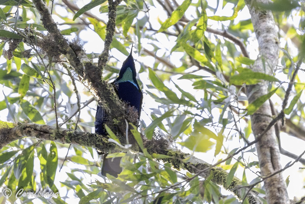 Victoria's Riflebird - ML620097297