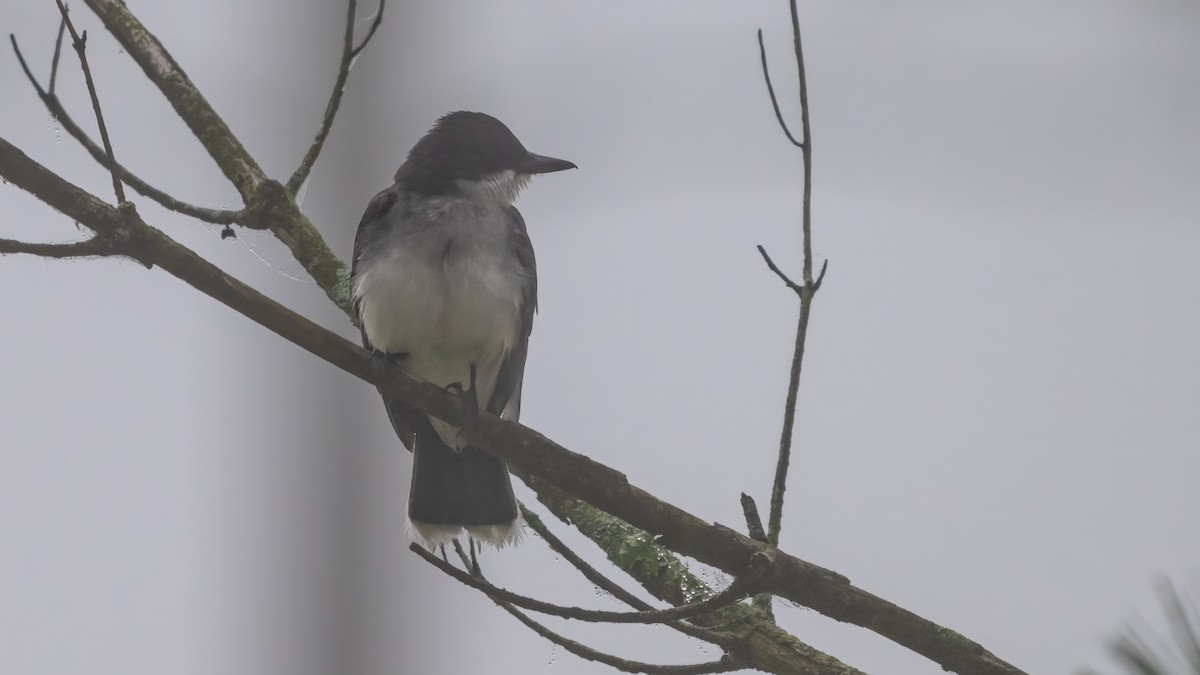 Eastern Kingbird - ML620097299