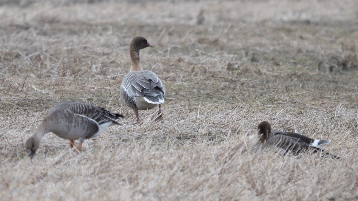 Pink-footed Goose - ML620097300