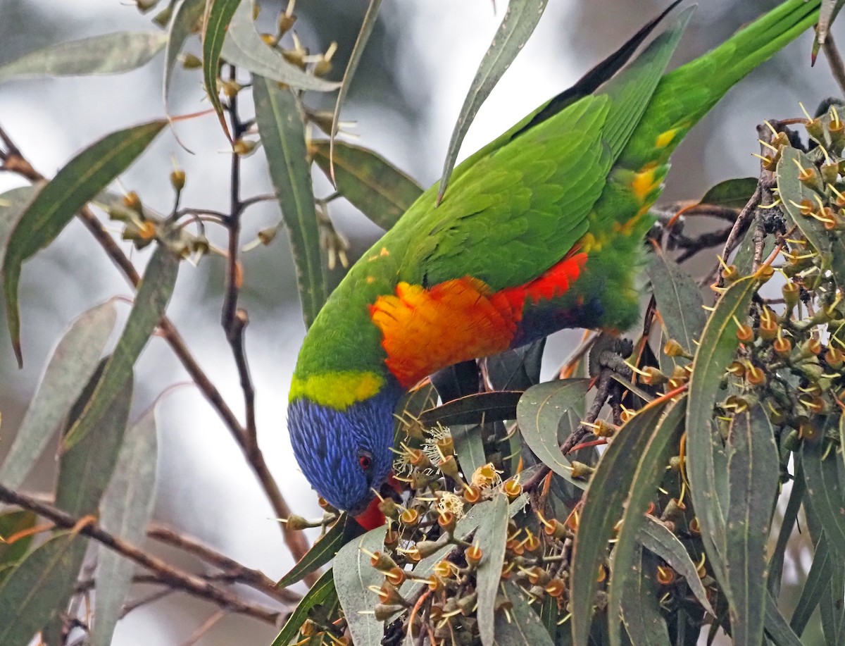 Rainbow Lorikeet - ML620097302