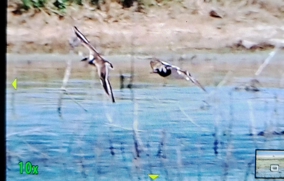 Ruddy Turnstone - ML620097338