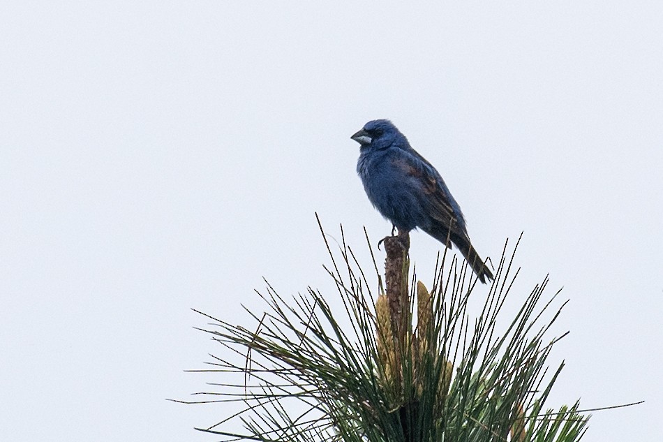 Blue Grosbeak - ML620097347