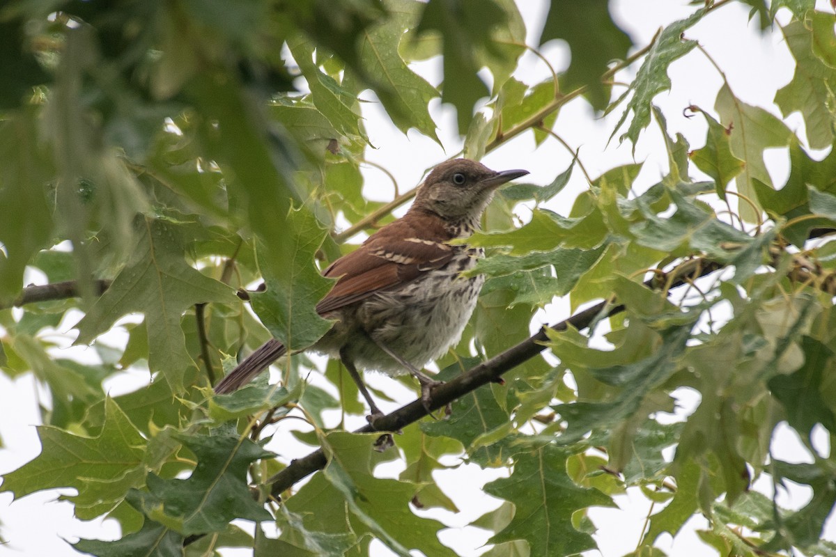 Brown Thrasher - ML620097349