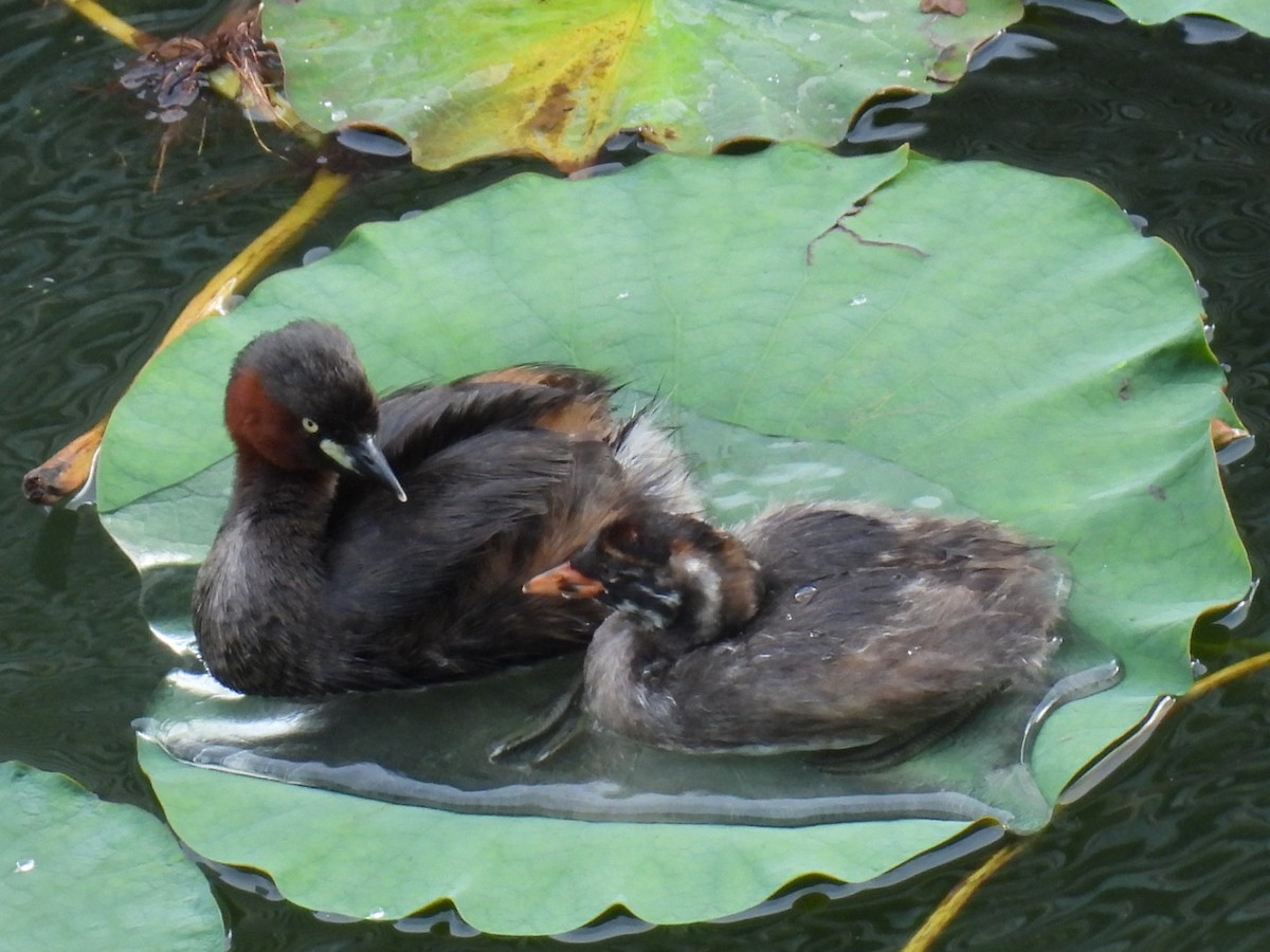 Little Grebe - ML620097354