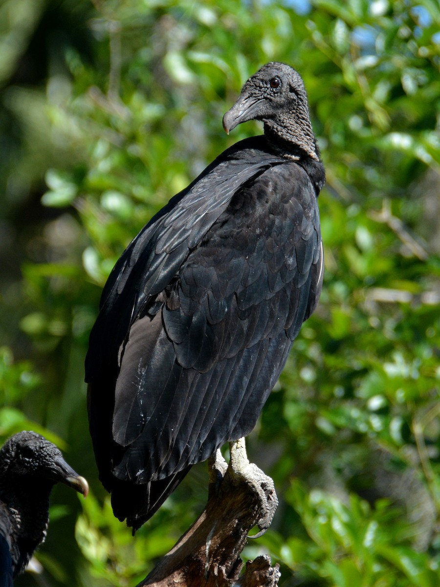 Black Vulture - ML620097363