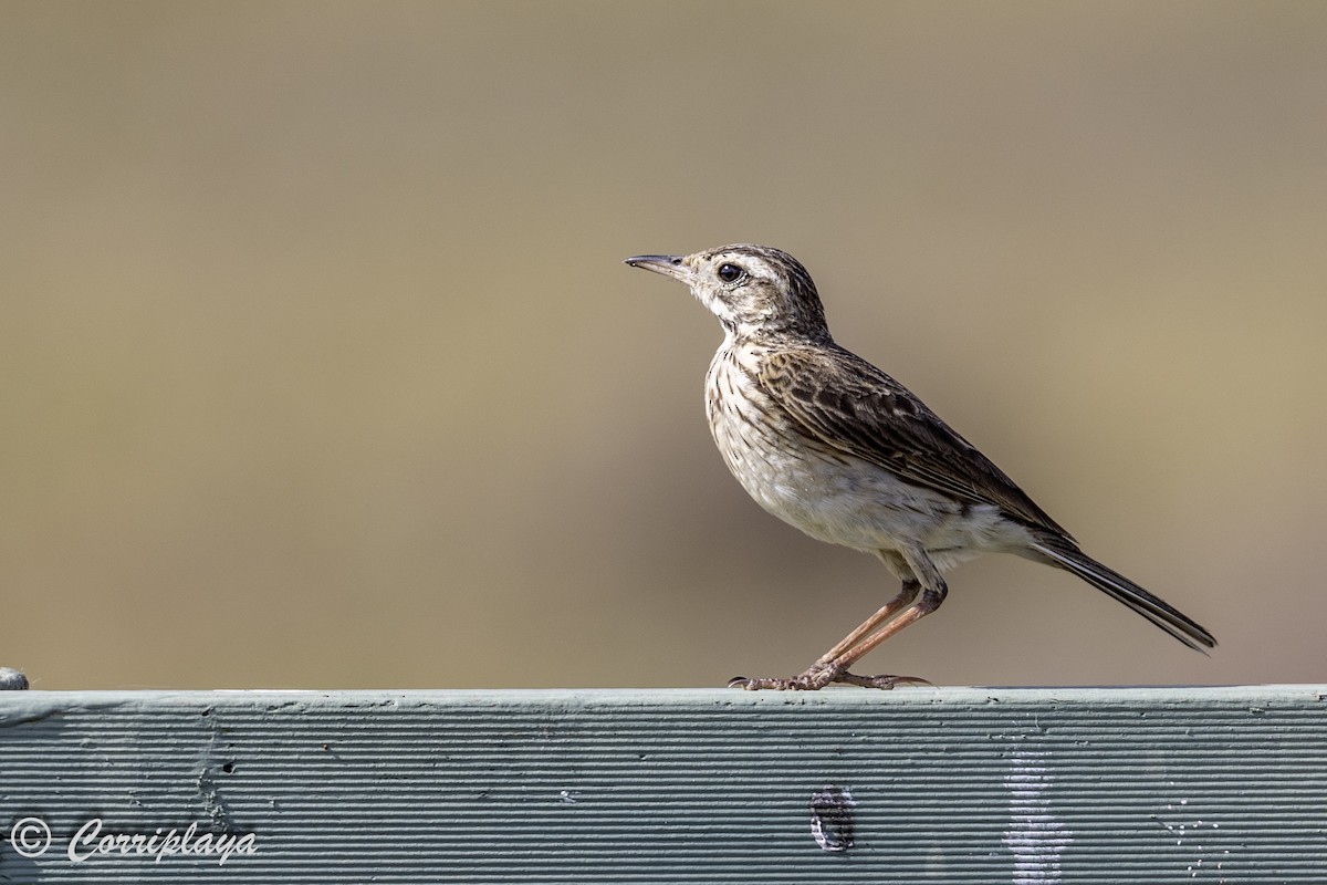 Bisbita Neozelandés (grupo australis) - ML620097364