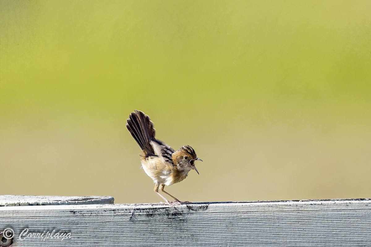 Golden-headed Cisticola - ML620097366