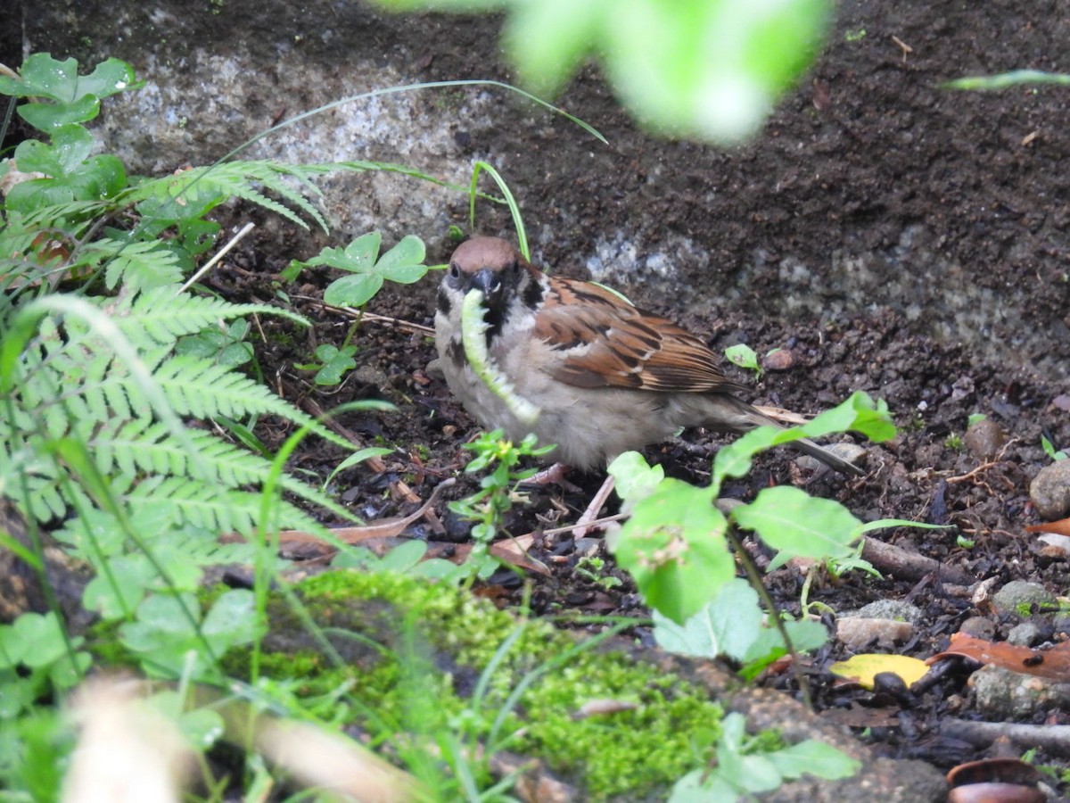 Eurasian Tree Sparrow - ML620097367