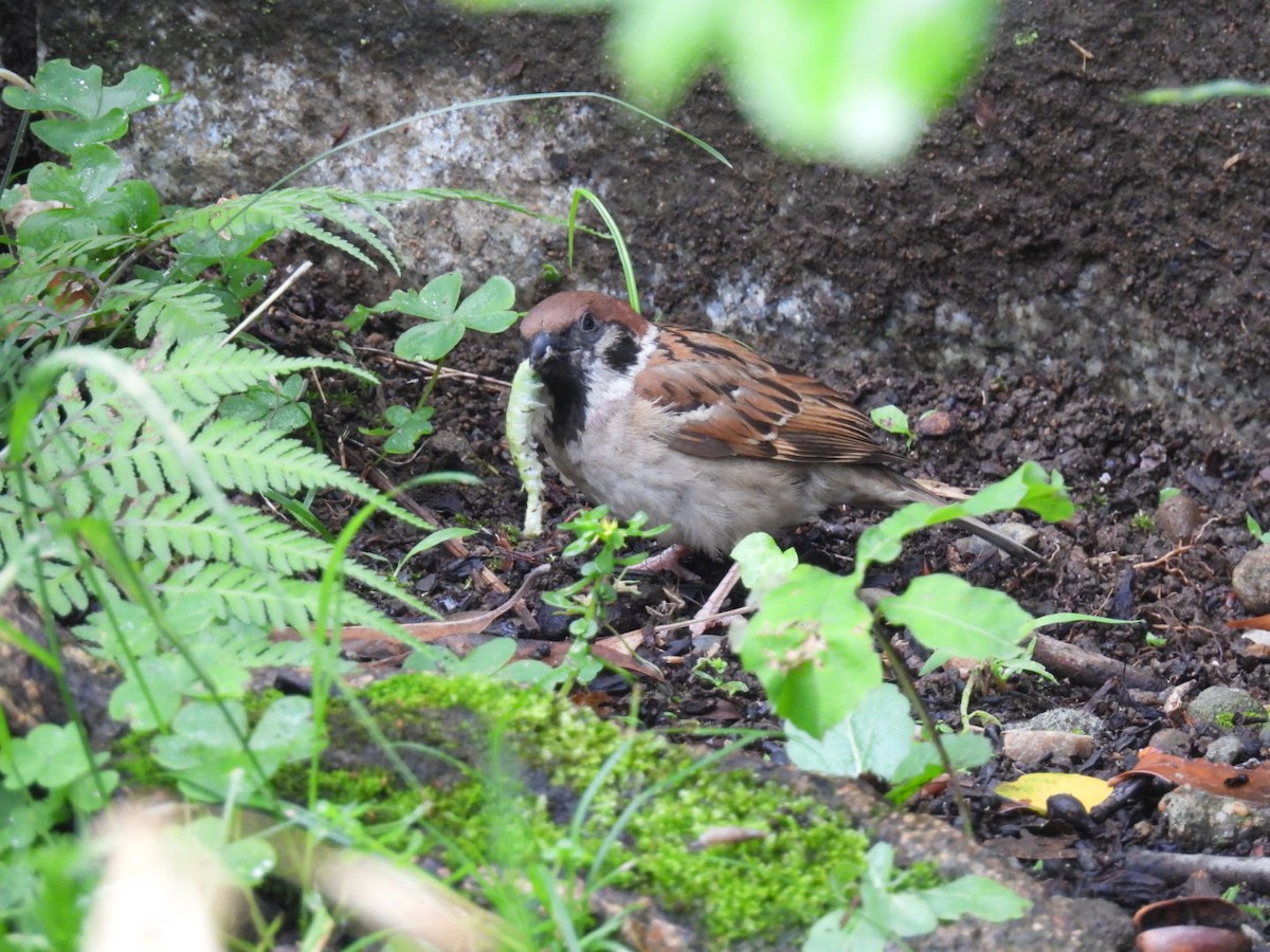 Eurasian Tree Sparrow - ML620097368