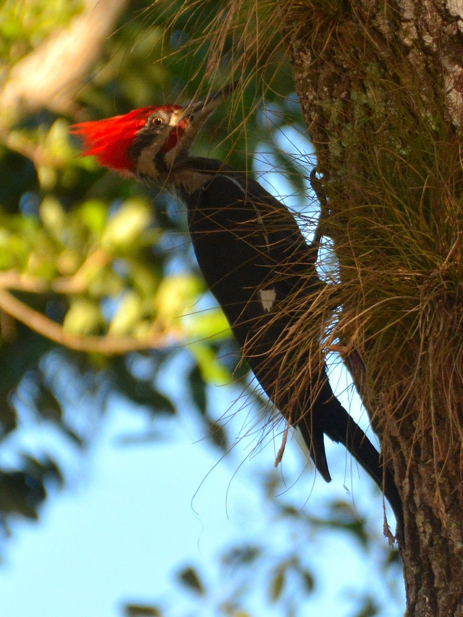 Pileated Woodpecker - ML620097369