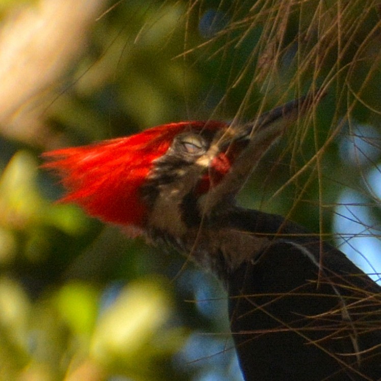 Pileated Woodpecker - ML620097370