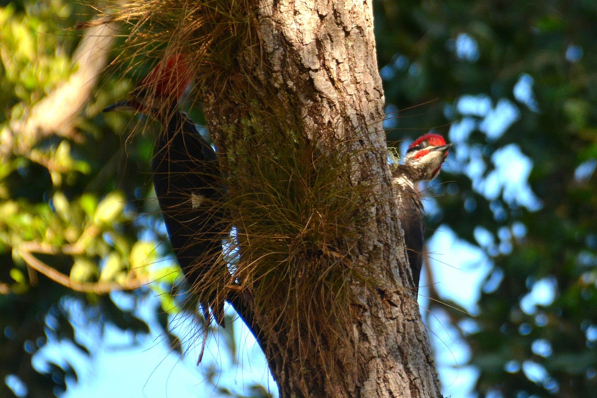 Pileated Woodpecker - ML620097374