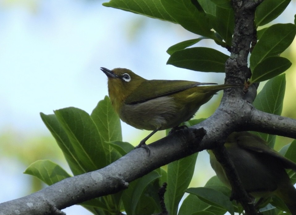 Warbling White-eye - ML620097395