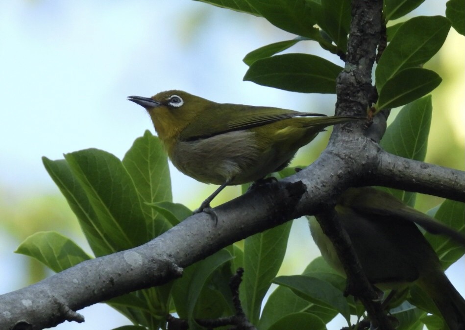 Warbling White-eye - ML620097396