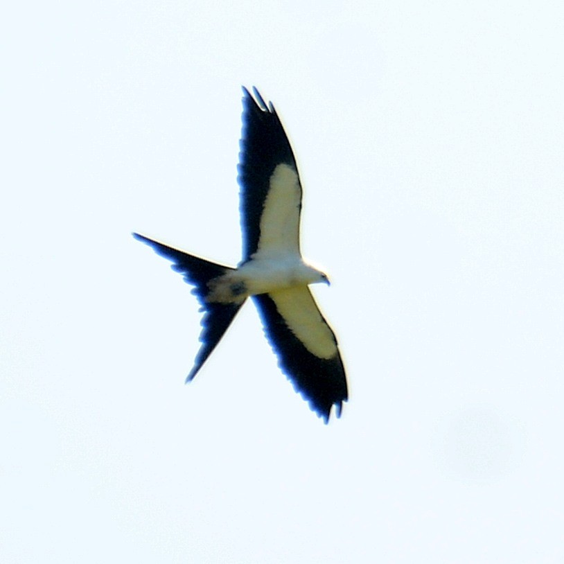 Swallow-tailed Kite - ML620097400