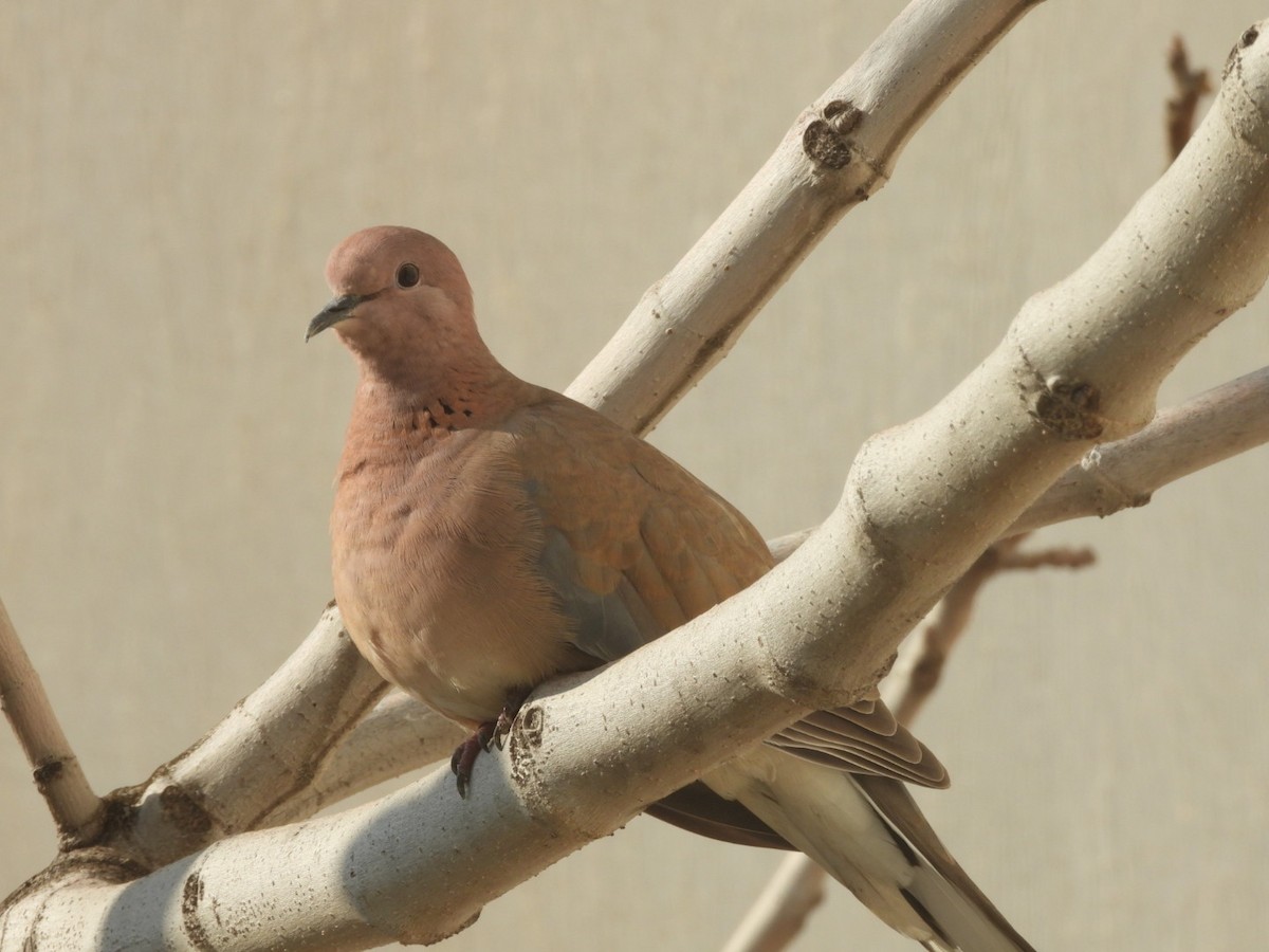 Laughing Dove - ML620097403