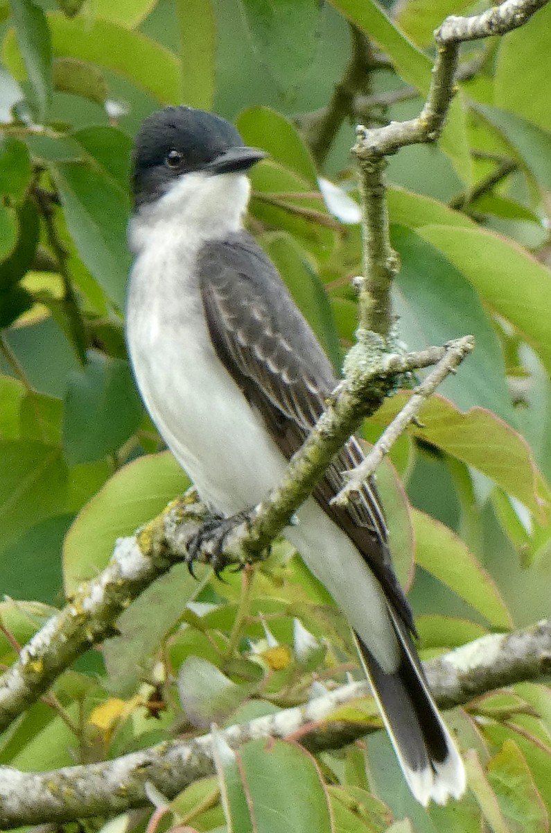 Eastern Kingbird - ML620097413