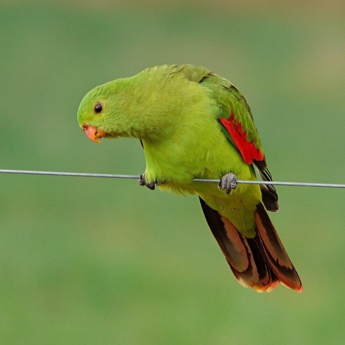 Краснокрылый попугай - ML620097417