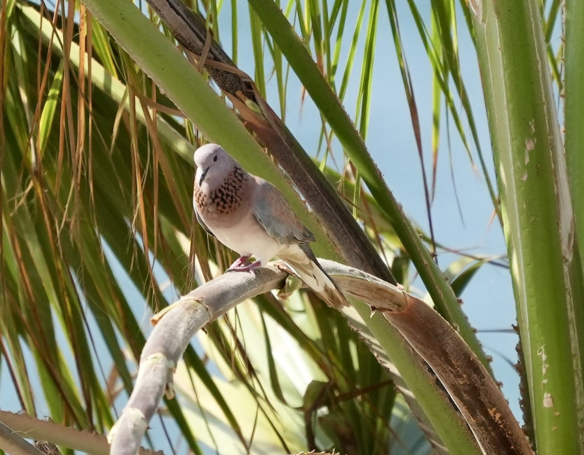 Laughing Dove - ML620097418